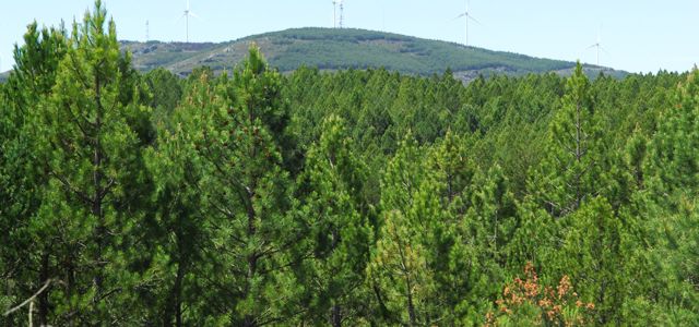 Pinares de Palaciosmil